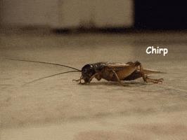 Awkward Crickets GIFs